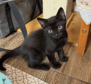 Donald -  Domestic Short Hair Cat for Adoption in Orlando, Florida - Donald | PetCurious
