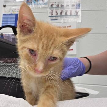 Stevie Licks -  American Shorthair Cat for Adoption in Chattanooga, Tennessee - Stevie Licks | PetCurious