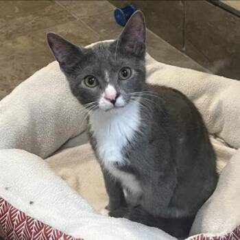 Fernando -  Domestic Short Hair Cat for Adoption in Dubuque, Iowa - Fernando | PetCurious