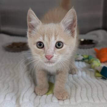 Ulf (Holland Cat Cove) -  Domestic Short Hair Cat for Adoption in West Olive, Michigan - Ulf (Holland Cat Cove) | PetCurious