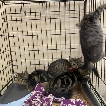 WAGS-Stray-22265_2_3_4 -  Domestic Short Hair Cat for Adoption in Westminster, California - WAGS-Stray-22265_2_3_4 | PetCurious