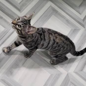 Chetco -  Domestic Short Hair Cat for Adoption in Coos Bay, Oregon - Chetco | PetCurious