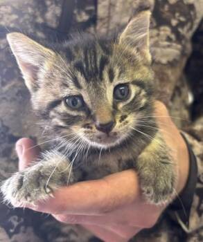 Floren -  Domestic Short Hair Cat for Adoption in West Memphis, Arkansas - Floren | PetCurious