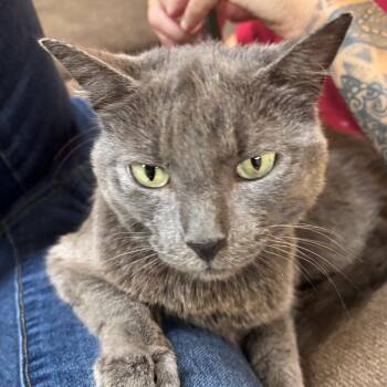 Stevie -  Domestic Short Hair Cat for Adoption in Edison, New Jersey - Stevie | PetCurious