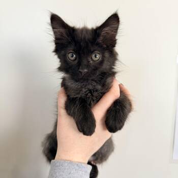 Yang -  Domestic Medium Hair Cat for Adoption in Las Vegas, Nevada - Yang | PetCurious