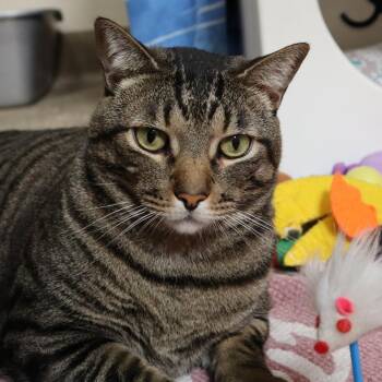 Hunky -  Domestic Short Hair Cat for Adoption in Riverside, California - Hunky | PetCurious