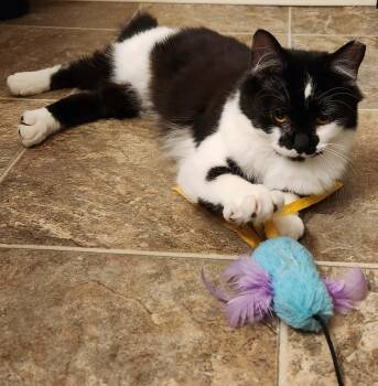 Domestic Short Hair Cats Available for Adoption - Shortcake | PetCurious