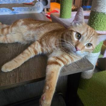 CARROT CAKE -  Tiger Cat for Adoption - CARROT CAKE | PetCurious