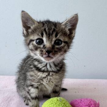 Domestic Short Hair Cats Available for Adoption in Merrifield, Virginia - Ramen Ramishvili | PetCurious