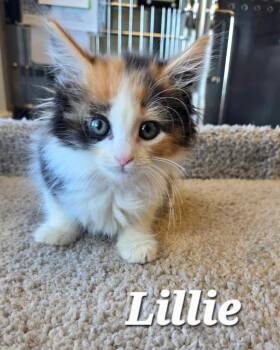 Lillie -  Domestic Long Hair Cat for Adoption in Sidney, Ohio - Lillie | PetCurious