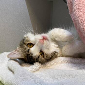 Saturn -  Domestic Medium Hair Cat for Adoption in Pittsburgh, Pennsylvania - Saturn | PetCurious