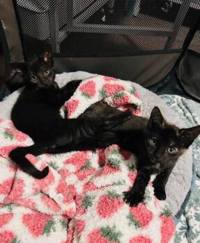 Rescue Domestic Short Hair Cats for Adoption in Seymour, Tennessee - Cher | PetCurious