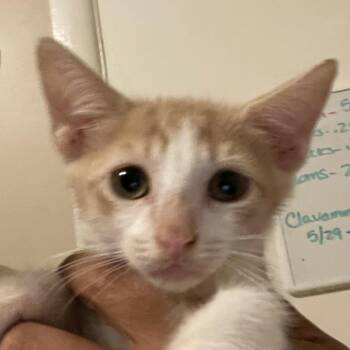 Bill -  Domestic Short Hair Cat for Adoption in Bel Air, Maryland - Bill | PetCurious