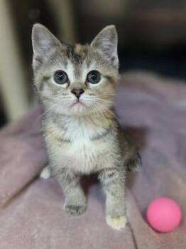 Firework -  Domestic Short Hair Cat for Adoption in Westland, Michigan - Firework | PetCurious