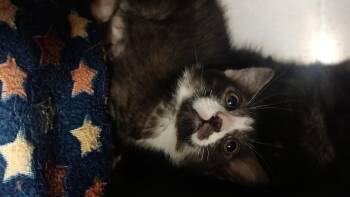 Fentanyl -  Domestic Medium Hair Cat for Adoption in Wasilla, Alaska - Fentanyl | PetCurious