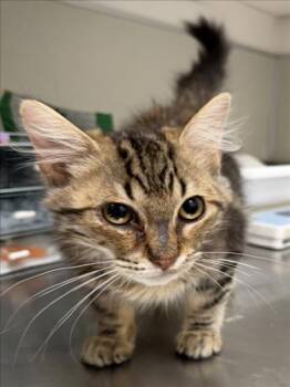 WALTER -  Domestic Medium Hair Cat for Adoption in Tracy, California - WALTER | PetCurious