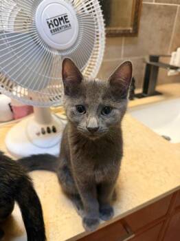 Yeya (bonded with Tootsie) -  Domestic Short Hair Cat for Adoption in Pickering, Ontario - Yeya (bonded With Tootsie) | PetCurious