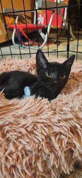 Rescue Domestic Short Hair Cats for Adoption in Santa Ana, California - Callisto | PetCurious