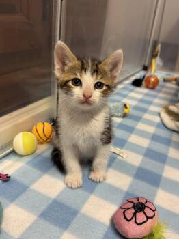 Domestic Short Hair Cats Available for Adoption in Helendale, California - Rocky  | PetCurious