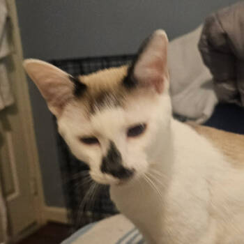 Rescue Domestic Short Hair Cats for Adoption in Merrifield, Virginia - Homer NRAR (bonded W/Cletus) | PetCurious