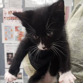 Bernie Sanders -  Domestic Short Hair Cat for Adoption in Murray, Utah - Bernie Sanders | PetCurious