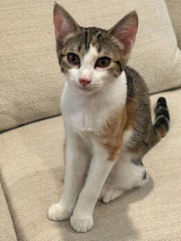 Rescue Domestic Short Hair Cats for Adoption in Dallas, Texas - Electra SR4 | PetCurious