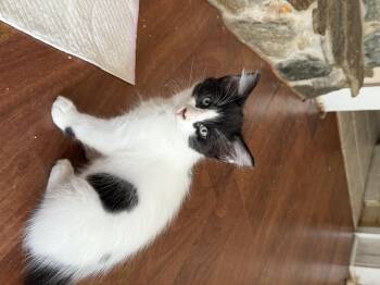 Rescue Tuxedo Cats for Adoption in Tampa, Florida - Oreo | PetCurious