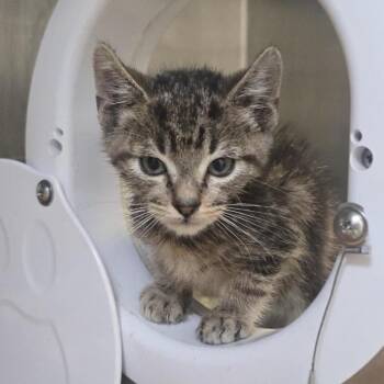 Uncle Art -  Domestic Short Hair Cat Available for Adoption in Los Angeles, California - Uncle Art | PetCurious