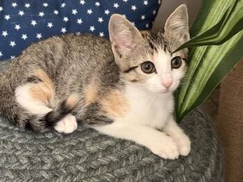 SKITTLES -  Domestic Short Hair Cat for Adoption in Conroe, Texas - SKITTLES | PetCurious