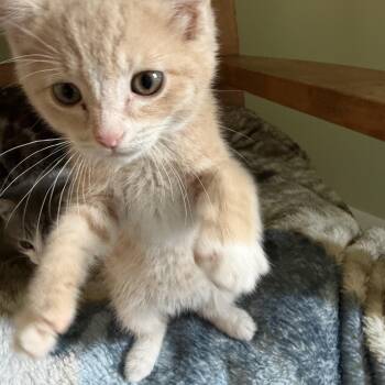 Buffy Boy -  Domestic Medium Hair Cat for Adoption in Pendleton, Oregon - Buffy Boy | PetCurious