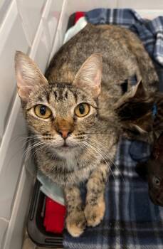 Rescue Domestic Short Hair Cats for Adoption in The Woodlands, Texas - Peanut | PetCurious