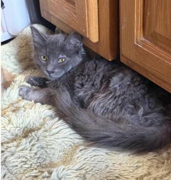 Cider -  Domestic Medium Hair and Domestic Long Hair Cat for Adoption in New York, New York - Cider | PetCurious