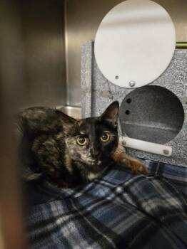 Domestic Short Hair Cats Available for Adoption - OPAL | PetCurious