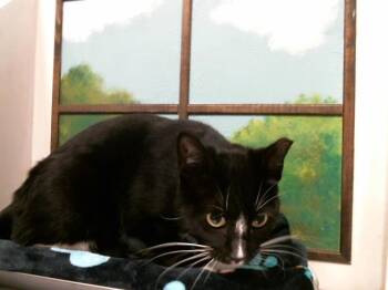 Domestic Short Hair Cats Available for Adoption in Houston, Texas - TRIXIE | PetCurious