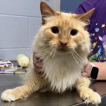 Bob -  Domestic Long Hair Cat for Adoption in Dekalb, Illinois - Bob | PetCurious