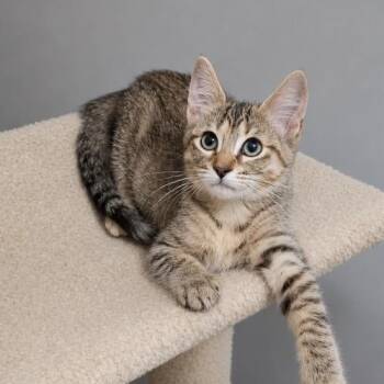 Lexi -  Torbie Cat for Adoption in Andover, Minnesota - Lexi | PetCurious