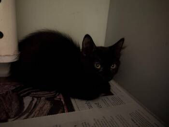 Apple Butter -  Domestic Short Hair Cat for Adoption in Rowlett, Texas - Apple Butter | PetCurious