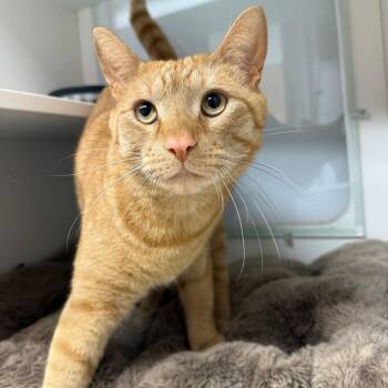 Domestic Short Hair Cats Available for Adoption in Branford, Connecticut - Ernest | PetCurious