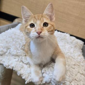 Hank -  Domestic Short Hair Cat for Adoption in Warr Acres, Oklahoma - Hank | PetCurious