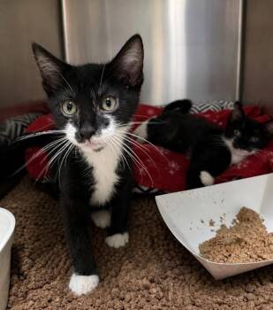 Domestic Medium Hair Cats Available for Adoption in Fort Lupton, Colorado - Nook Gase | PetCurious