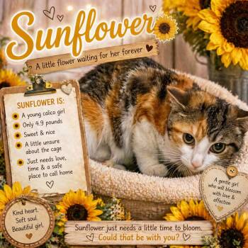 Calico and Tabby Cats Available for Adoption in Greenville, Delaware - Sunflower (FCID# 04/16/2026 - 13 Trainer) | PetCurious