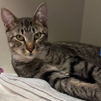 Domestic Short Hair Cats Available for Adoption in East Hanover, New Jersey - Pine Cone | PetCurious