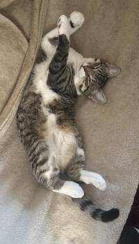 Rescue Domestic Short Hair Cats for Adoption in Nashville, Tennessee - Helly | PetCurious