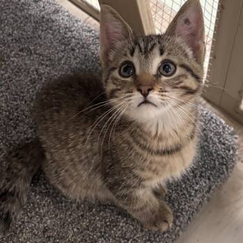 Freedom -  Domestic Short Hair Cat for Adoption in Toledo, Ohio - Freedom | PetCurious