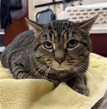 Domestic Short Hair Cats Available for Adoption in Aliquippa, Pennsylvania - REMI | PetCurious