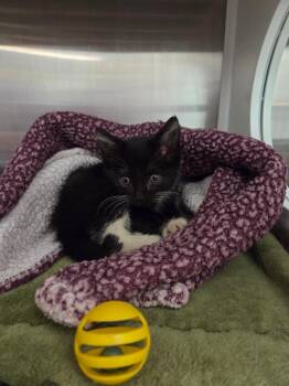 Primrose -  Domestic Short Hair Cat for Adoption in Athens, Tennessee - Primrose | PetCurious