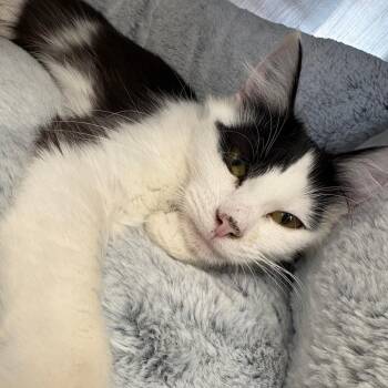 Domestic Medium Hair Cats Available for Adoption in Brockton, Massachusetts - Miss Kitty | PetCurious