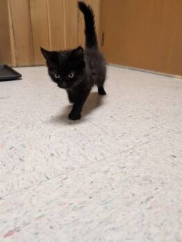 Kylo -  Domestic Medium Hair Cat for Adoption in Spokane Valley, Washington - Kylo | PetCurious