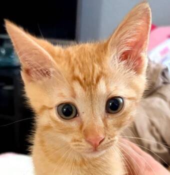 Clementine -  Domestic Short Hair Cat for Adoption in San Diego, California - Clementine | PetCurious