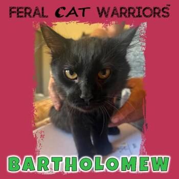 Bartholomew -  Domestic Medium Hair Cat for Adoption in Squamish, British Columbia - Bartholomew | PetCurious